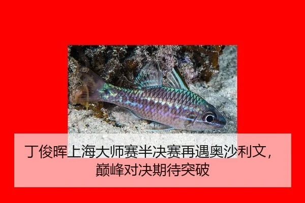 丁俊晖上海大师赛半决赛再遇奥沙利文，巅峰对决期待突破
